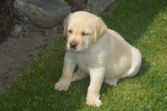 Labrador - 7