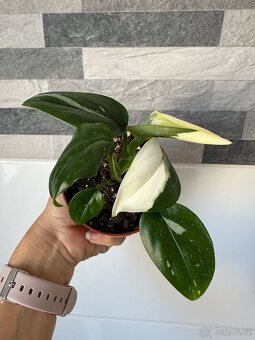 Monstera standleyana,,COBRA'' panašovaná - 7