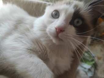Ragdoll kocourek bez PP - 7