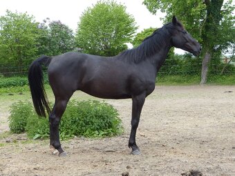 Rodinný kůň, 11 let - 7