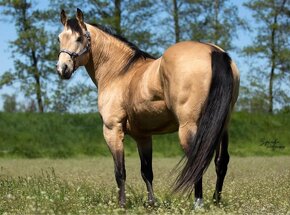 Připouštění QH hřebci 7panel N/N - 7