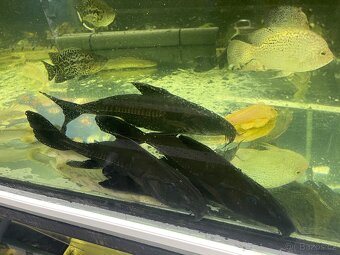 Prodam arowana , cichla , pirana….. - 7