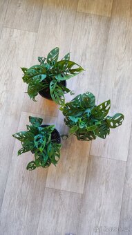 Monstera albo, anturium, pokojové rostliny - 7