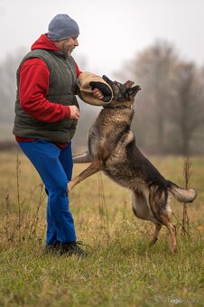 Německý ovčák štěňata s PP, work line, - 7