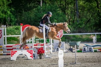 Na prodej klisna 141 cm, Pony B - 7
