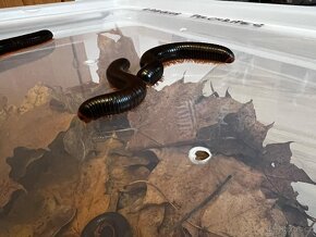 Prodej - Mnohonožka červená (Epibolus pulchripes) - 7
