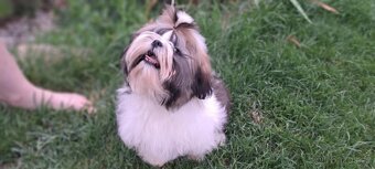 Shih tzu s PP / shi-tzu / shi tzu - 7
