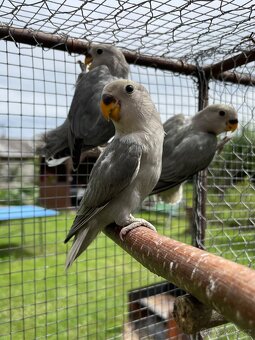 Agapornis růžohrdlý 🦜 - 7
