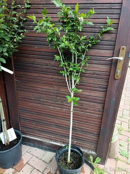 Vrba,trvalky, prunus, cercis - 7