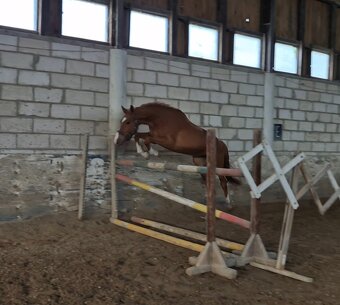 Šikovný mladý valach ČT - 7