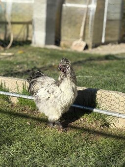 mladí kohouti Hedvábničky a Pavlovky - 7