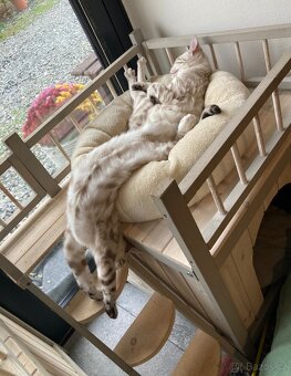 Bengálská kočka,bengálské kotě - 7