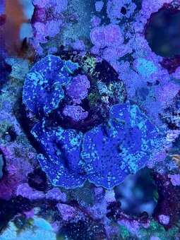 Mořské korály LPS/SOFT/SPS - 7