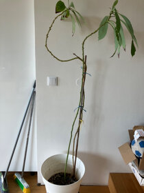Avokado - 7