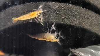 Krevetky Atyopsis Moluccensis (Bamboo Shrimp, Molucka) - 7