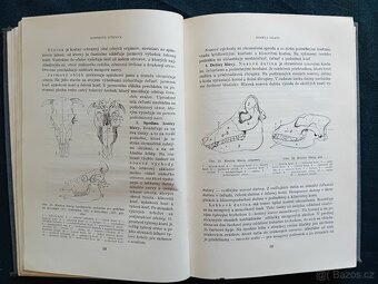 ZÁKLADY ANATOMIE HOSPODÁŘSKÝCH ZVÍŘAT - 1954 - 7