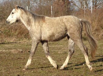 Prodám hřebce welsh pony, sekce B. - 7