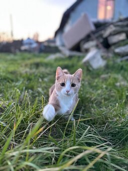 Daruji Kočičky - 7