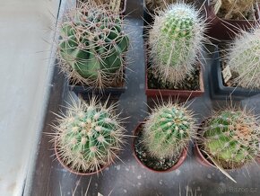 Kaktusy sukulenty - 7