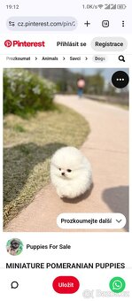 Pomeranian - 7