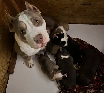 Štěně American Bully - 7