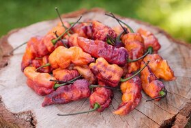 Chilli semena | Chilli papričky | Chilli semínka - 7