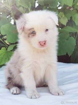 Border kolie , Collie , kolia - 7