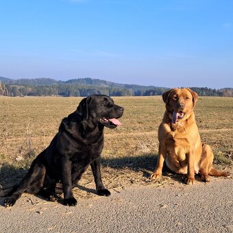 Labradorský retriever Fox Red s PP - 7