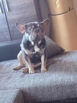 Prodám francouzský buldočky - 7