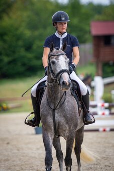 6ti letá klisna po Heartbreak - 7