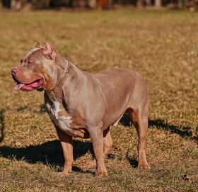 American bully - 7