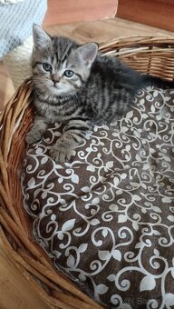 Britská koťátka whiskas s PP - 7