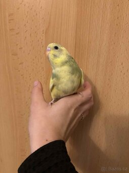 Prodám mladé andulky po vylétnutí z budky - 7