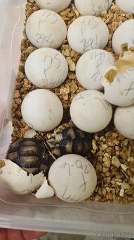 Suchozemské želvy - vlastní odchovy - 7