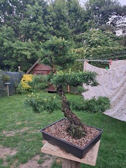 Bonsaj,bonsai Modřín - 7