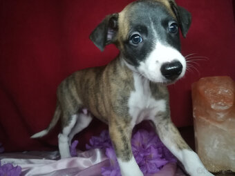 Whippet bez PP po obou rodičích s PP ( FCI) - 7