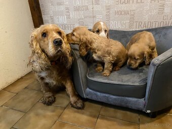 Anglický kokršpaněl - 7