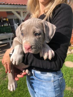American bull XL, American bully, americký bull - 7