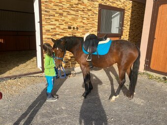 Hřebeček Český sportovní pony B - 7