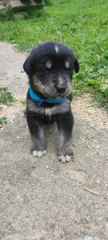 Štěně husky x labrador - 7