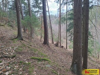 Letovice, lesní pozemky, 12 020 m² – pozemek - 7