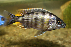 Tlamovci, Malawi - 7