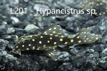 L-sumci, krunýřovci - odchovy - 7