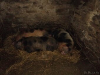 Vetnamec a Kune kune - 7