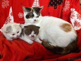 Britská koťátka s PP - 7