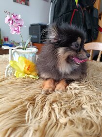 Pomeranian fenka s PP mini Black &tan - 7