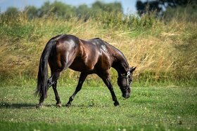 Připouštění hřebcem double registr QH/PH 7 Panel N/N - 7