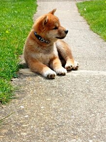 Shiba inu šteniatka - 7