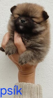 Pomeranian mini - 7