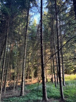 Prodám lesní pozemky v k.ú. Lužná u Vsetína - 7